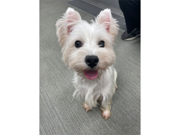 ☆生徒が撮影したモデル犬☆